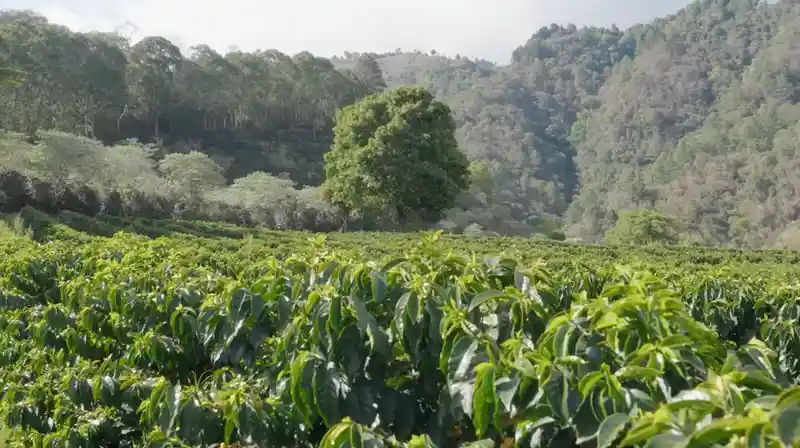 Exceptional Coffee, Ethically Sourced